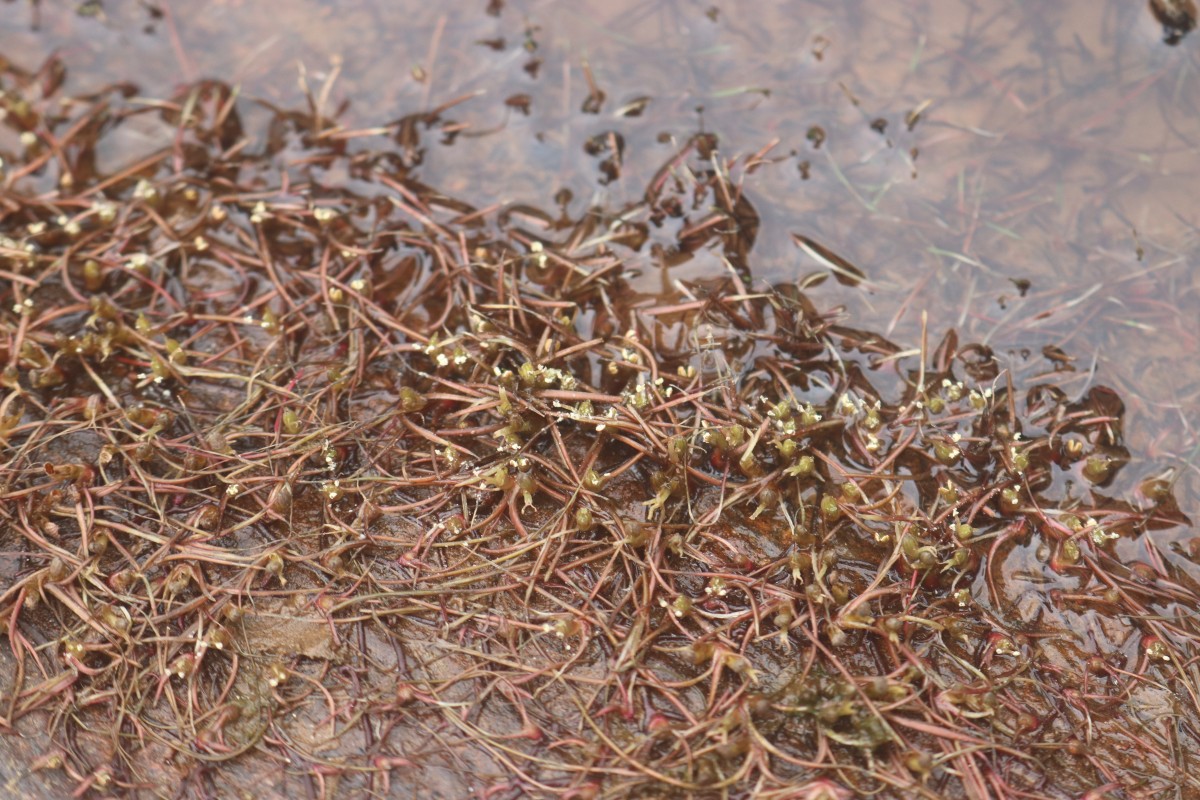 Zeylanidium subulatum (Gardner) C.Cusset